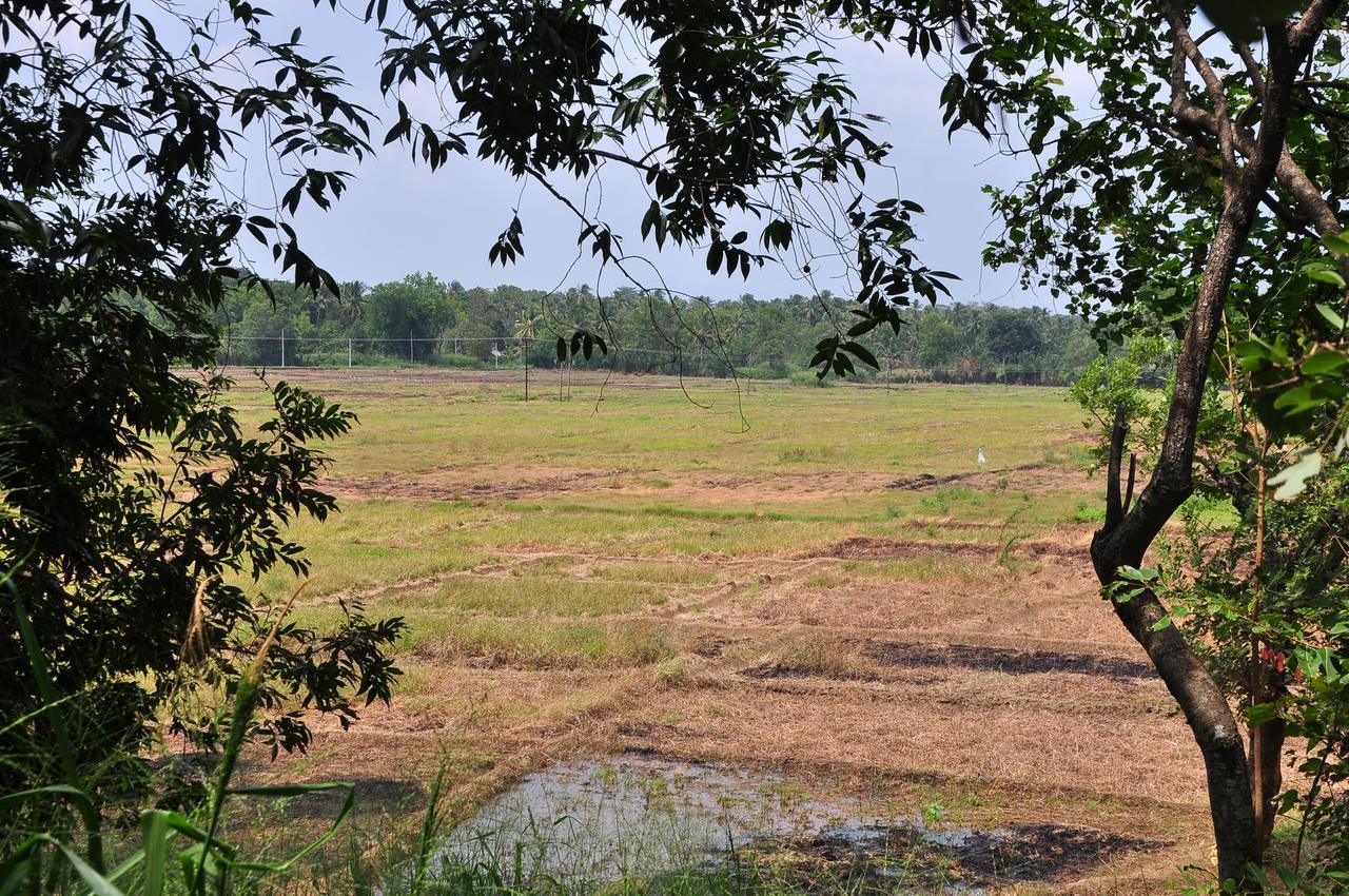 Organic Farm Wish Prabha Lake View Homestay Sigiriya Exterior photo