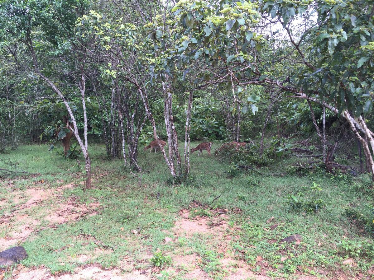 Organic Farm Wish Prabha Lake View Homestay Sigiriya Exterior photo