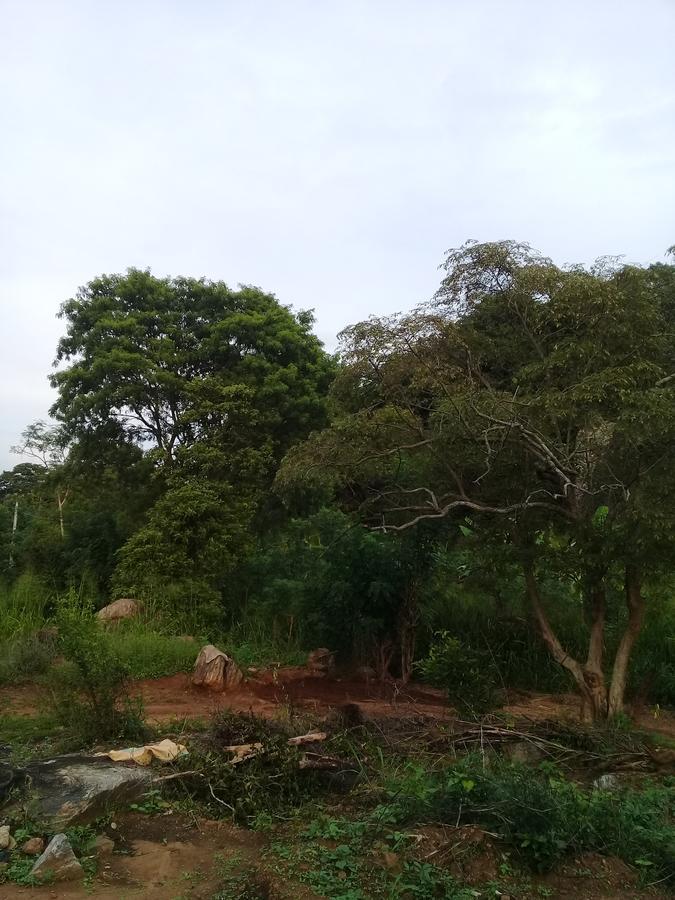 Organic Farm Wish Prabha Lake View Homestay Sigiriya Exterior photo