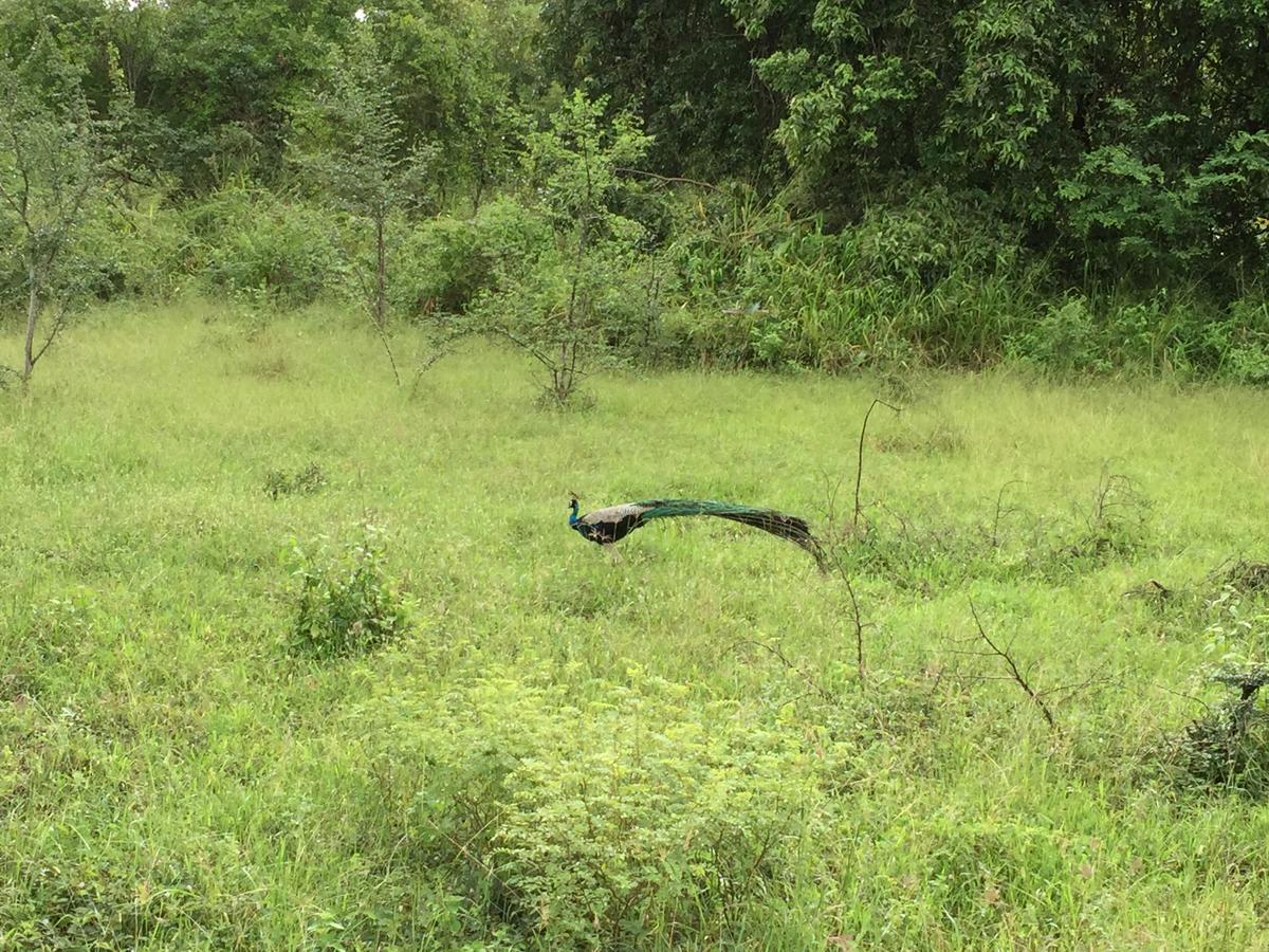 Organic Farm Wish Prabha Lake View Homestay Sigiriya Exterior photo