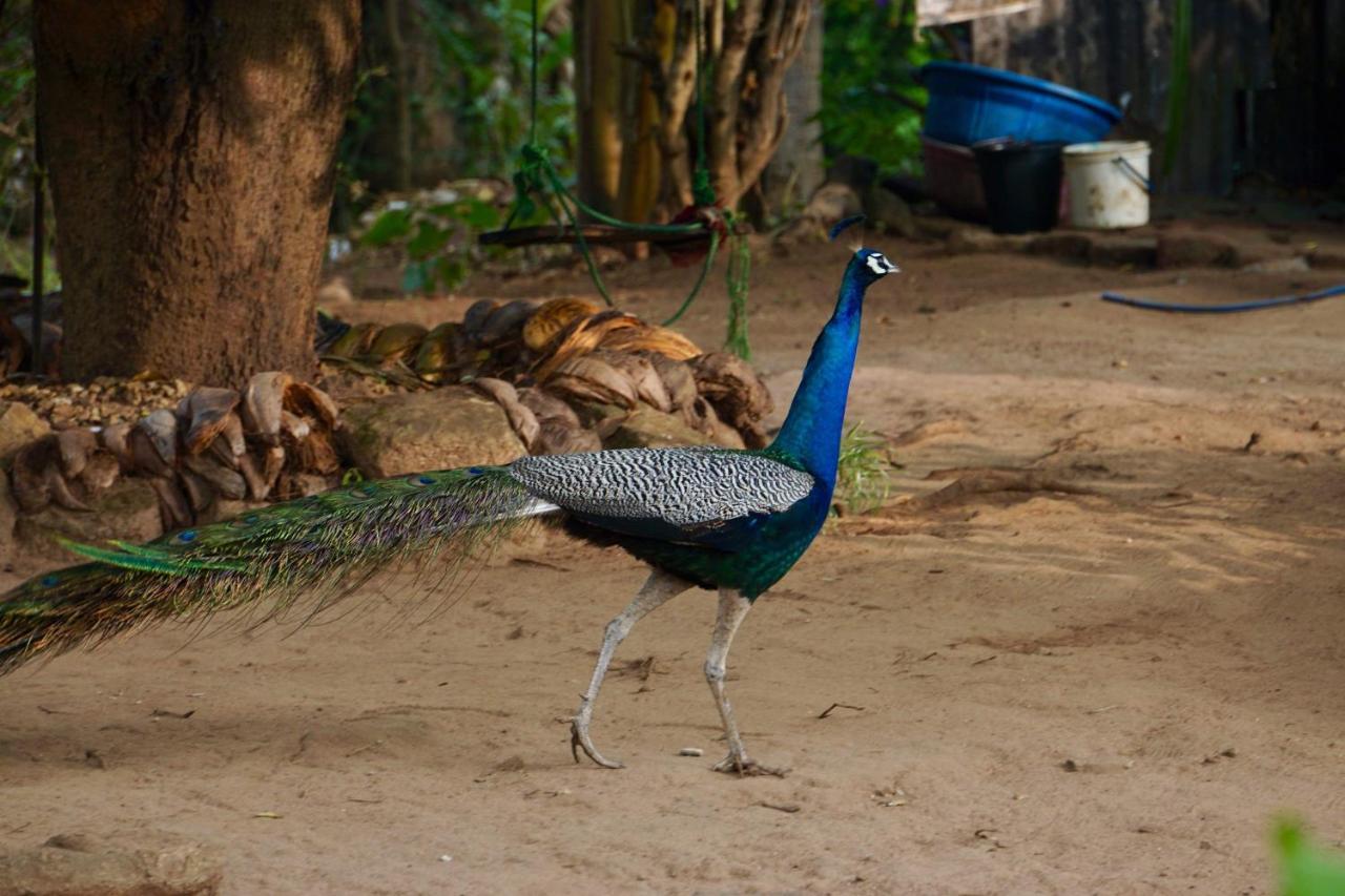 Organic Farm Wish Prabha Lake View Homestay Sigiriya Exterior photo